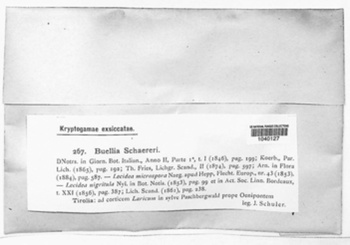 Buellia schaereri image